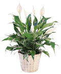 Blooming Peace Lily