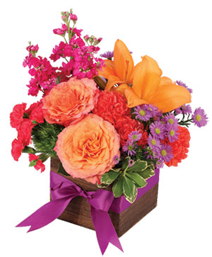 Free Spirit Lilies