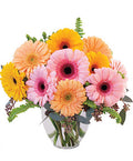 Gerbera Dreams