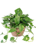 Hanging Golden Pothos (House Plant)