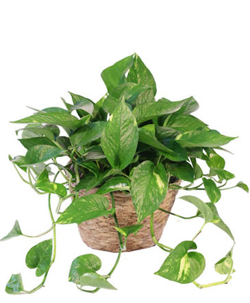 Hanging Golden Pothos (House Plant)