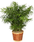 Parlor Palm Plant