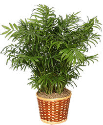Parlor Palm Plant