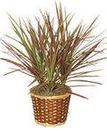 Red Margined Dracaena