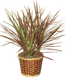 Red Margined Dracaena