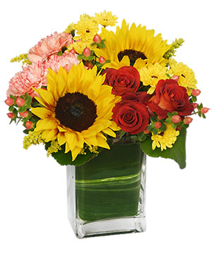 Season for Sunflowers