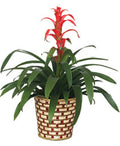 Tropical Bromeliad Plant